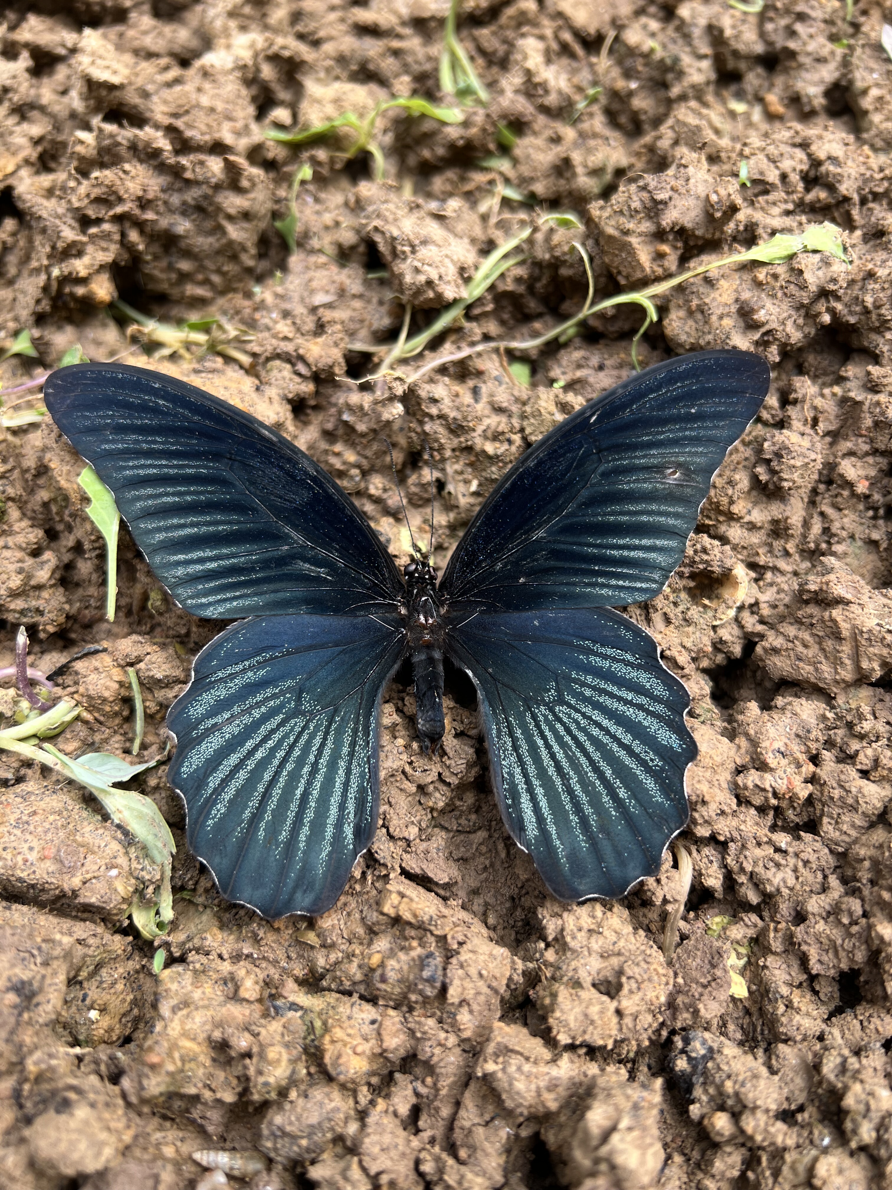 美凤蝶未展翅原蝶真蝴蝶标本