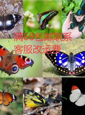 真蝴蝶原蝶标本未展翅DIY材料