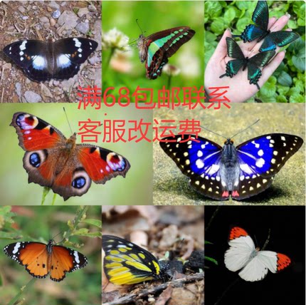 晓晓虫蝶真蝴蝶原蝶未展翅杂蝶线下教学研学手工DIY材料