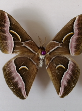 王氏樗天蚕蛾，Samia wangi (Naumann et Peigler 蝴蝶标本蛾子