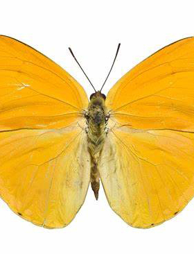 杏菲粉蝶Phoebis Argante 原蝶未展翅蝴蝶真蝴蝶