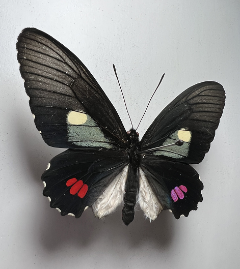 圆斑番凤蝶 erithalion erlaces未展翅真蝴蝶标本