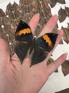 枯叶蛱蝶未展翅原蝶线下研学DIY材料