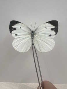 白蝴蝶飞龙粉蝶标本生物科普儿童认知装饰画原材料