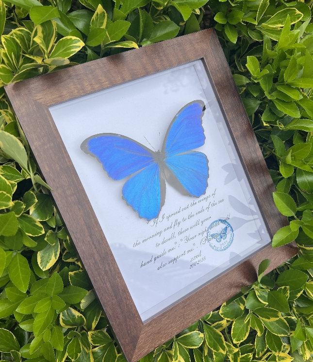 蓝闪欢乐女神闪蝶晶闪未展翅原蝶真蝴蝶标本