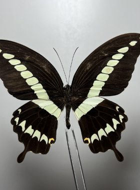 巨美凤蝶Papilio gigon gigon未展翅原蝶真蝴蝶标本