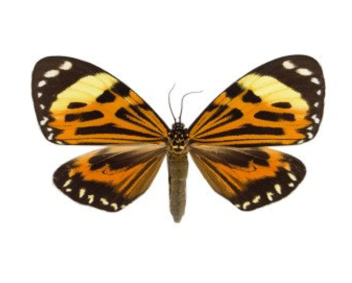 演裳夜蛾chetone histrio eugenia 蛾子标本 未展翅原蛾