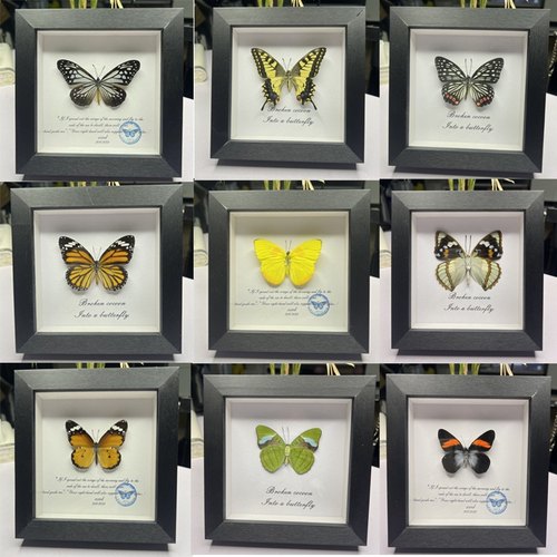 真蝴蝶标本相框摆件装饰画