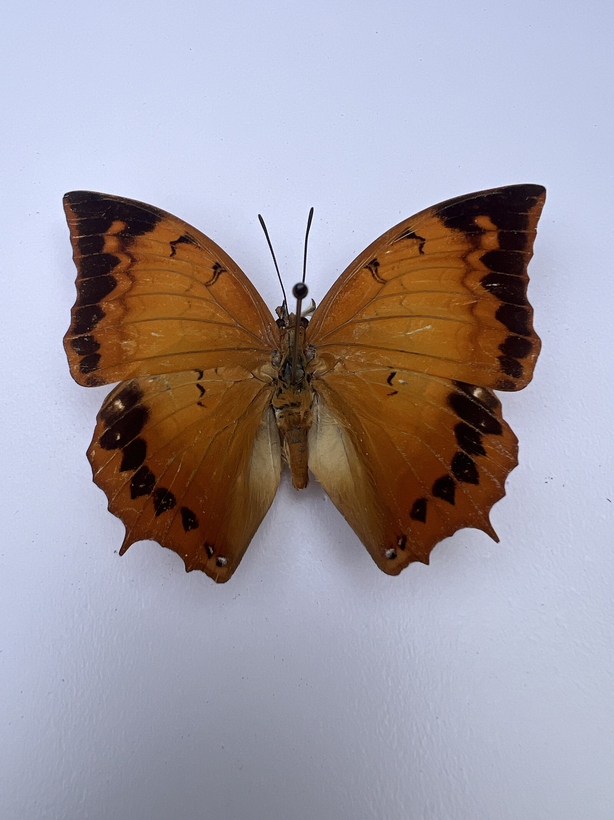 螯蛱蝶未展翅原蝶真蝴蝶标本科普教学标本