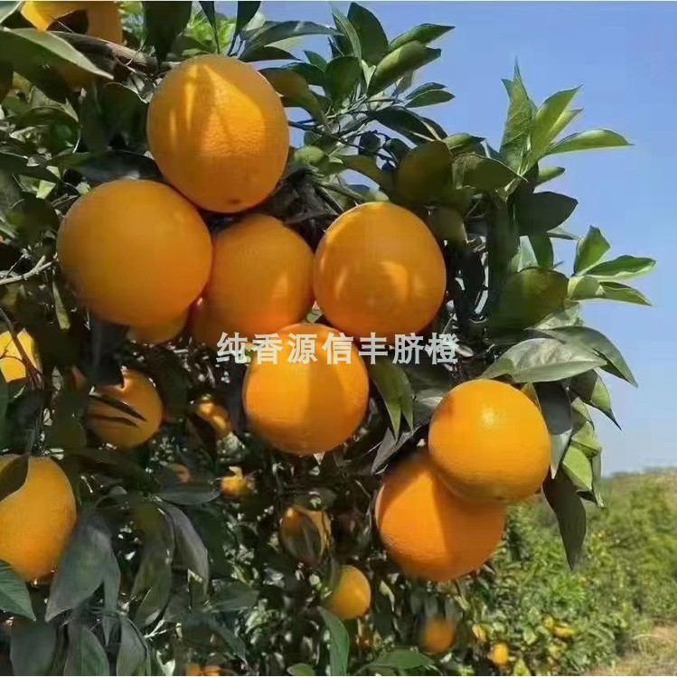 江西省赣南信丰安西11月新鲜水果农产品果园直供现摘整箱脐橙20斤