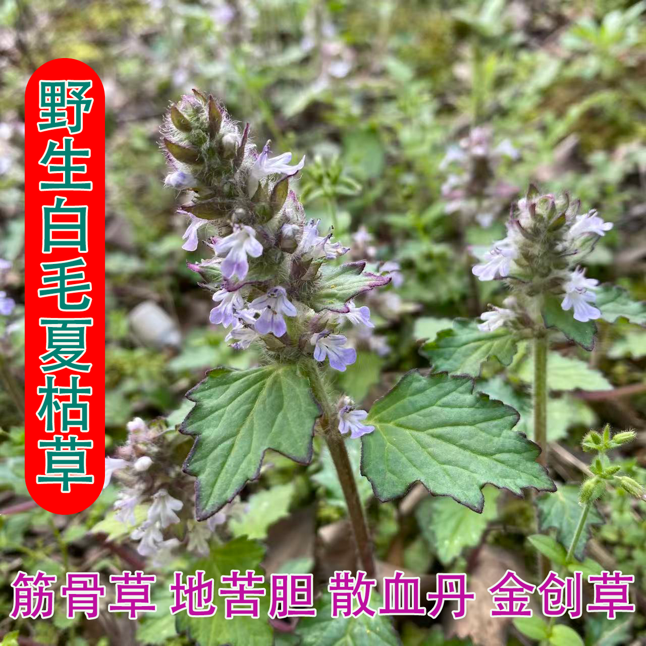 农村野生筋骨草新鲜白毛夏枯草破血丹金创中药材透骨消散血草苦草