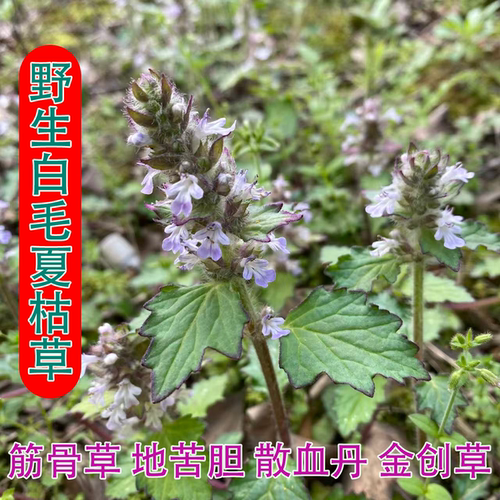 新鲜白毛夏枯草破血丹金创透骨消