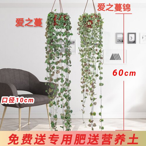植物盆栽易养活阳台垂吊