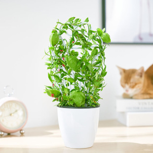【青蛙藤】爱元果贝壳包萝藦科眼树藤属多年生附生藤本爬藤植物