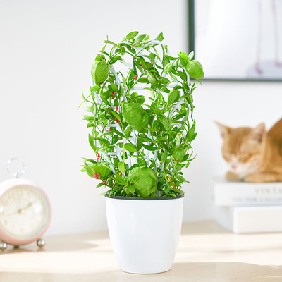 【青蛙藤】爱元果贝壳包萝藦科眼树藤属多年生附生藤本爬藤植物