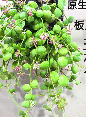 新款板植垂吊植物爬藤类吊兰花卉