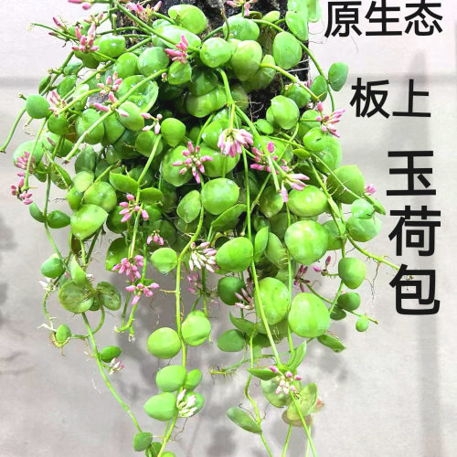 新款板植垂吊植物爬藤类吊兰花卉