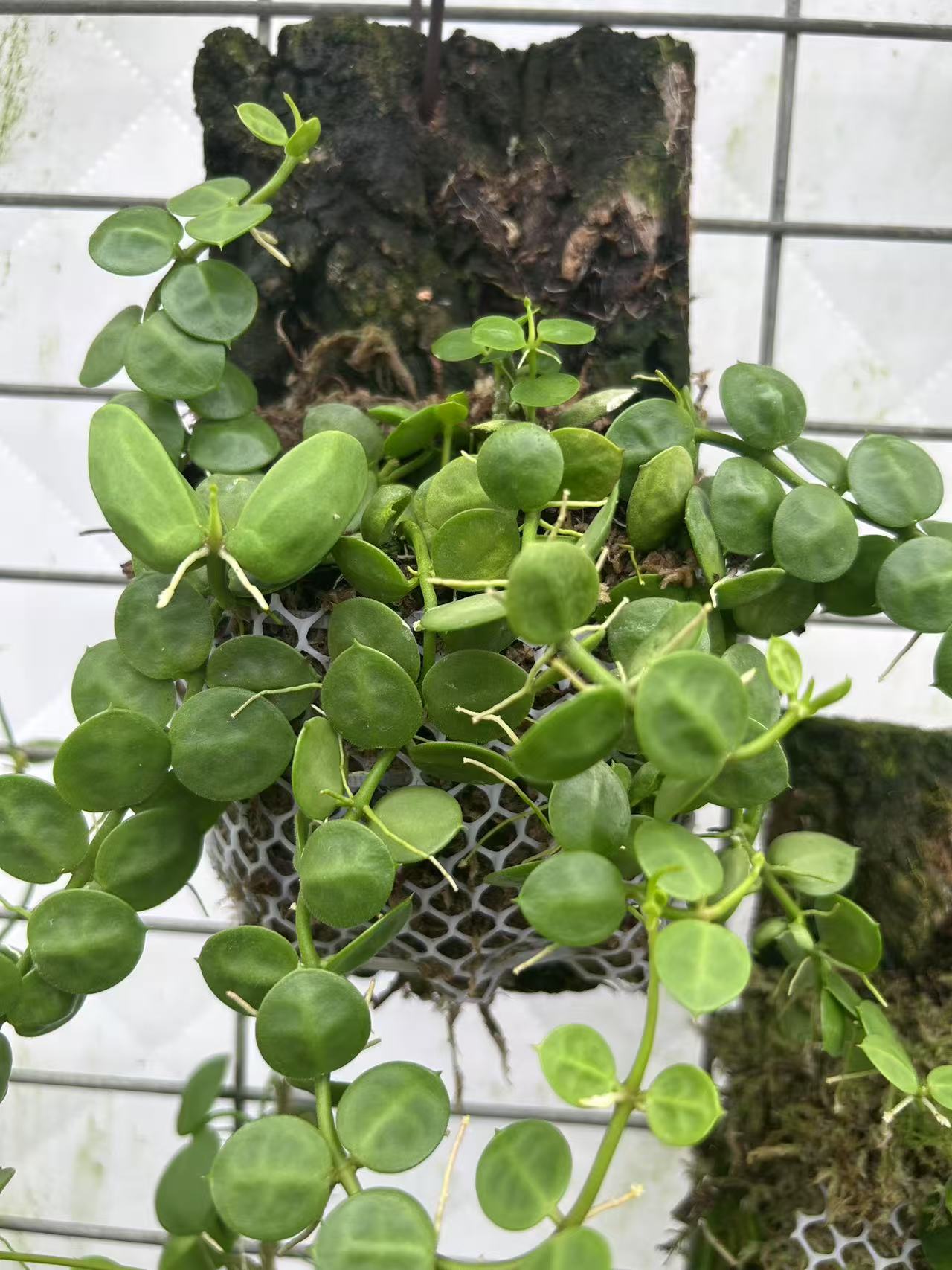 [大王眼树莲】三角包蚁栖植物是夹竹桃科眼树莲属的藤本爬藤植物