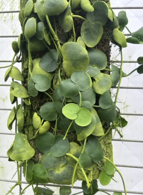 [乌龟爬]贝壳叶眼树莲匍匐藤本稀缺植物学名：Dischidia collyris