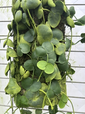 [乌龟爬]贝壳叶眼树莲匍匐藤本稀缺植物学名：Dischidia collyris