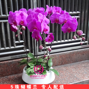 深圳蝴蝶兰盆栽绿植鲜花开业乔迁花卉盆花办公室内高档年宵兰花店
