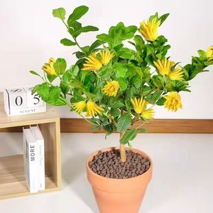 金佛手盆栽树苗四季常青南北方好养绿植花卉金佛红花佛手千指佛手