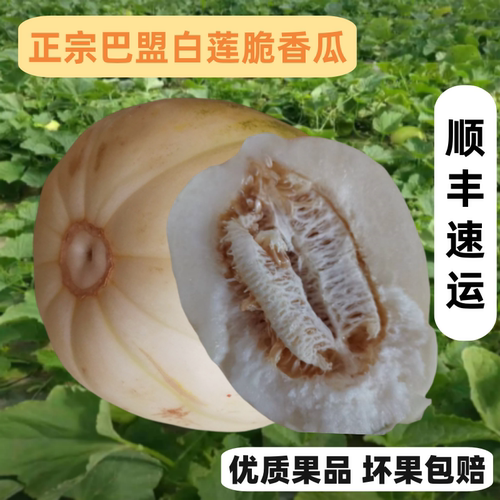 正宗巴盟香瓜5斤内蒙特产白莲脆甜瓜蜜瓜当季新鲜水果顺丰现发