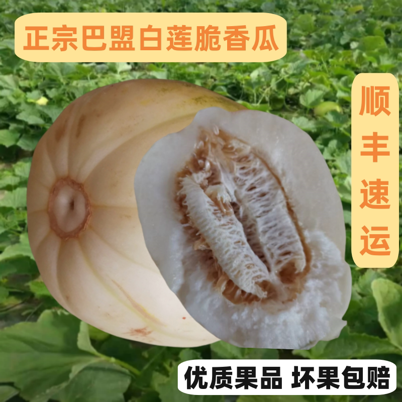 正宗巴盟香瓜5斤内蒙特产白莲脆甜瓜蜜瓜当季新鲜水果顺丰现发