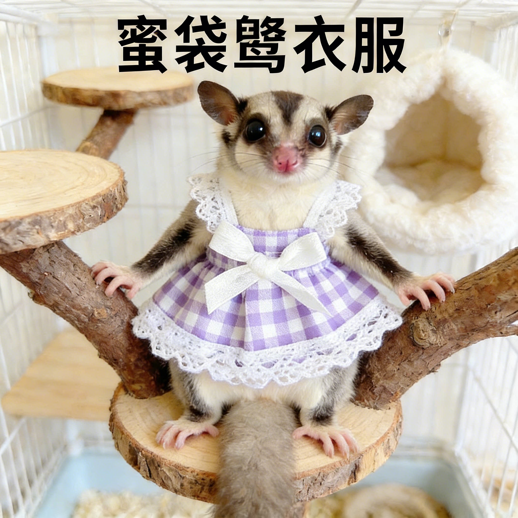 松鼠专用可爱背心式蕾丝连衣裙图片