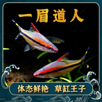 幻倪一眉道人热带鱼灯科鱼淡水草缸小型鱼活体鱼