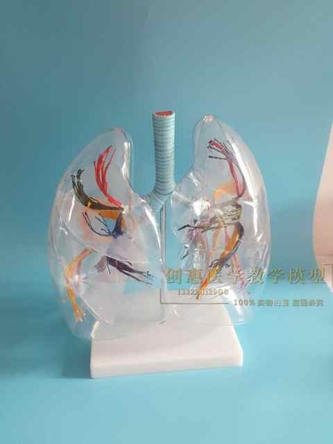 透明肺段模型人体支气管树肺段肺叶肺解剖模型实拍包邮
