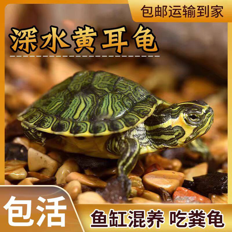 深水龟黄耳龟吃粪龟鱼缸混养侧劲龟冷水龟观赏懒人宠物小乌龟活物