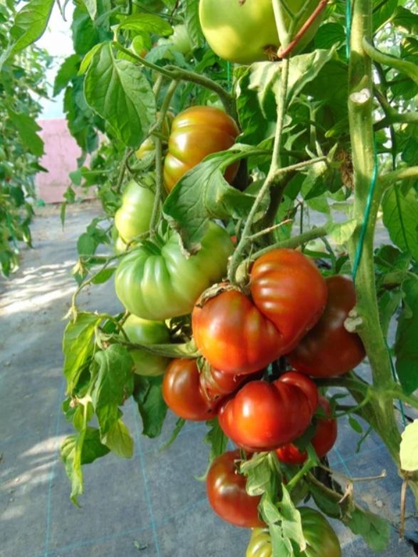 293古巴巨人Gigant Kuby5粒种子38包邮