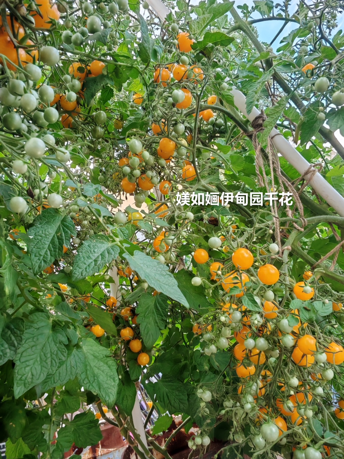 61千花Mille Fleurs Tomato（5粒种子）主图来自群友媄如婳