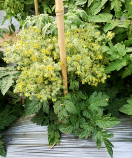 图3.4由群友甜甜 种子3粒 刷子提供 迷你暗纹 800爆炸头