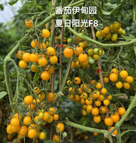 609夏日阳光F9（5粒种子）