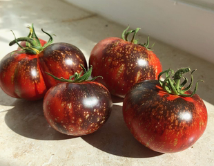 5粒种子 tomato flames 437蓝色火焰Blue