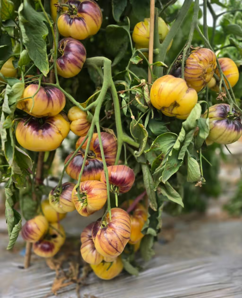 941朱莉叶斯GWB五粒种子全店满38包邮偏远地区除外