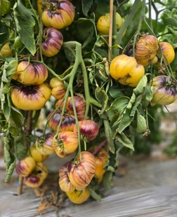 941朱莉叶斯GWB五粒种子全店满38 偏远地区除外 包邮