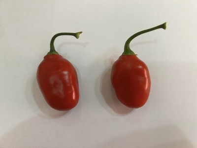 L14罗科托·贡多拉（辣椒种子3粒）无售后（图片来自新手小弟弟）