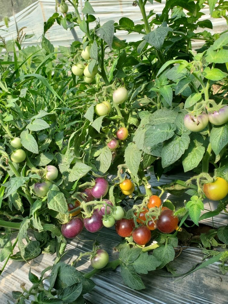 25墨点微矮番茄（2023新品5粒38包邮）种子