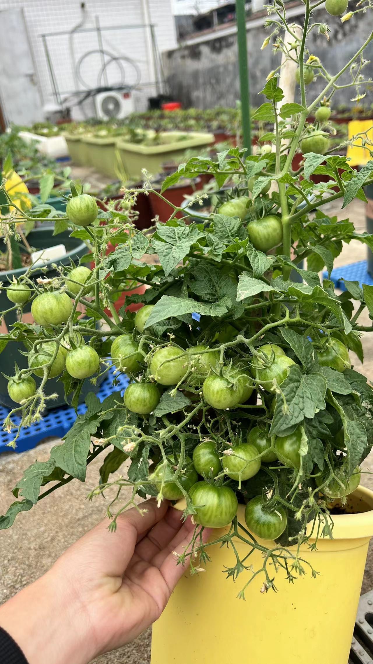 144暗黑多花30厘米左右（5粒种子38包邮）（图12群友虫虫提供）