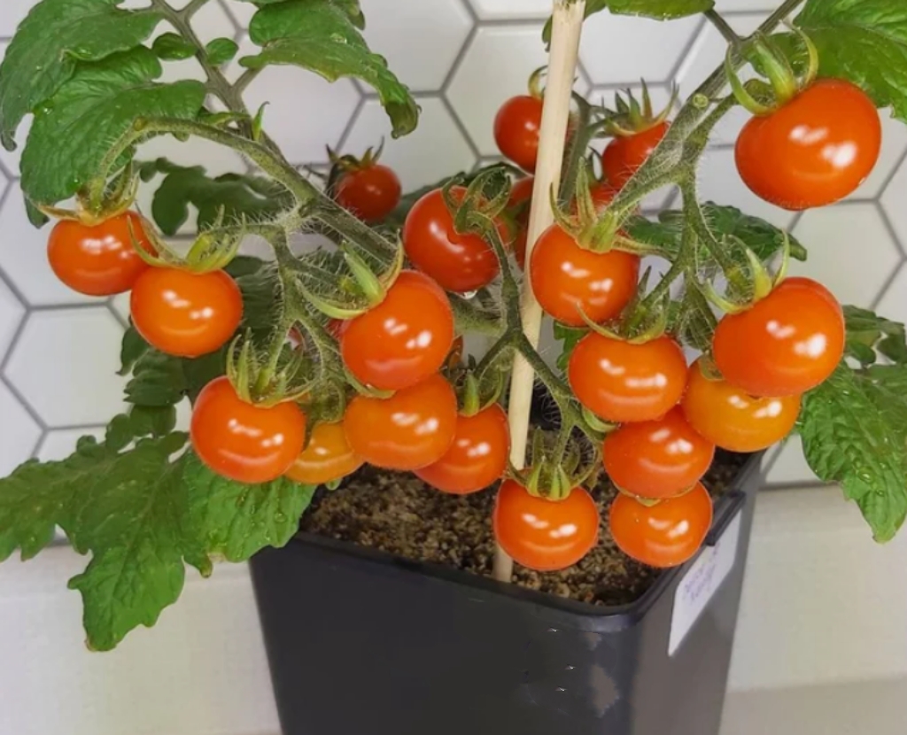 22纳伊的喜悦微型Delice De Neuilly Micro（种子）