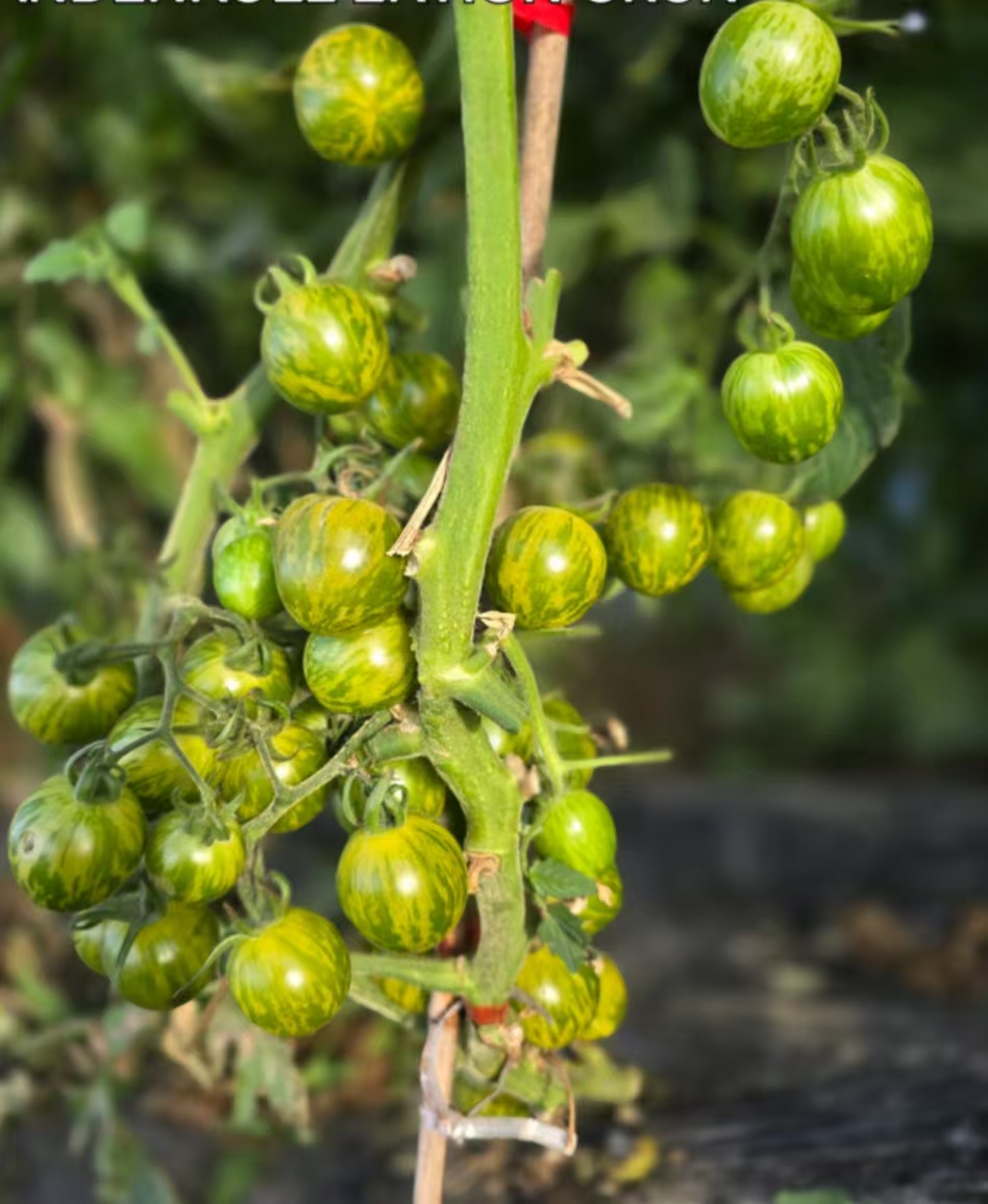 910安第斯绿樱桃 五粒番茄种子全店满38包邮偏远地区除外