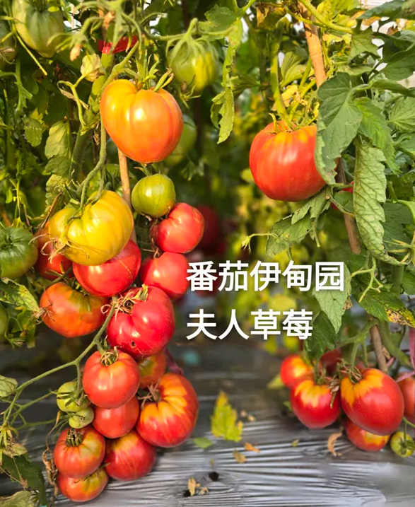 633施劳博夫人的著名草莓s. Schlaubaugh's Famous Strawberry 