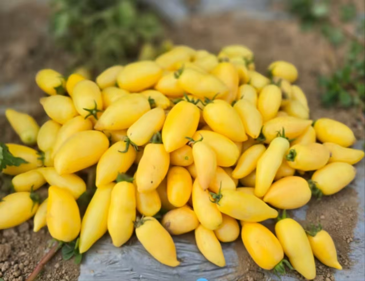 830微型黄色克里米3粒全店满38包邮