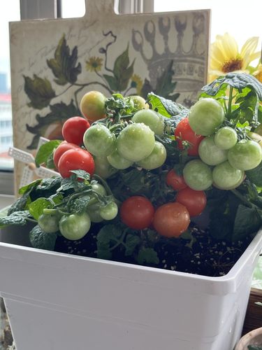 5 微型西伯利亚温室（图片为小阿姨种植反馈）种子