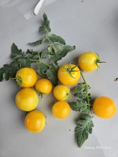 偏远地区除外 包邮 751兔子跳2024毛茸茸新版 3粒全店满38