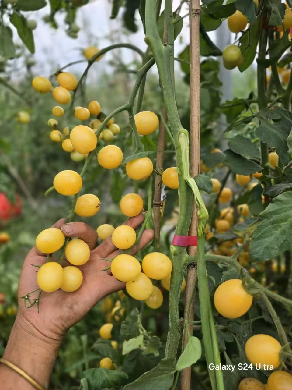 1018伊娃的白甜店主推荐3粒种子五粒种子全店满38包邮偏远地区