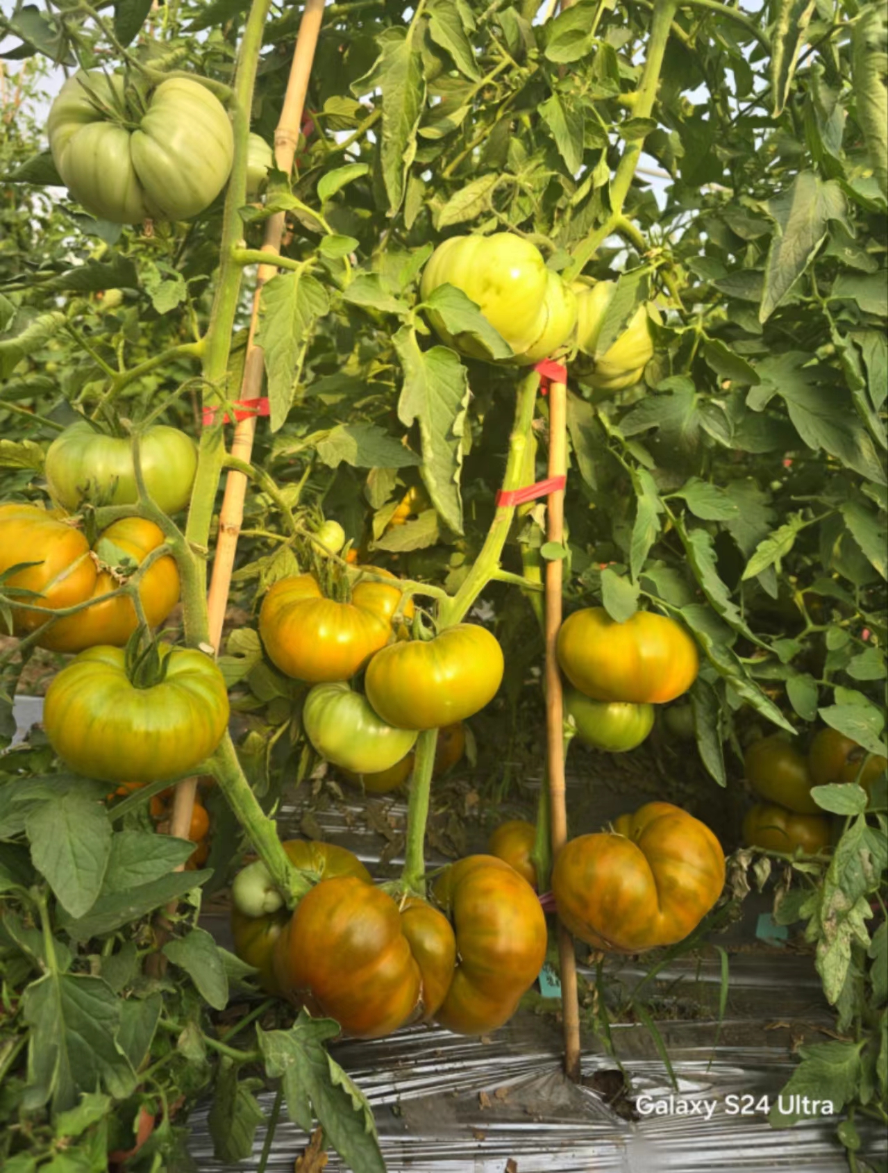 662绿色狂想曲店主推荐5粒番茄种子38包邮